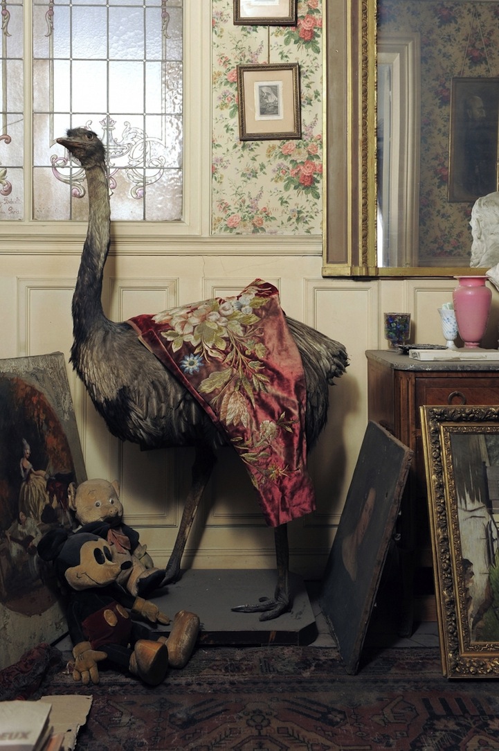 Ostrich and Mickey Mouse, paris, flat, abandoned, 1942, 2010