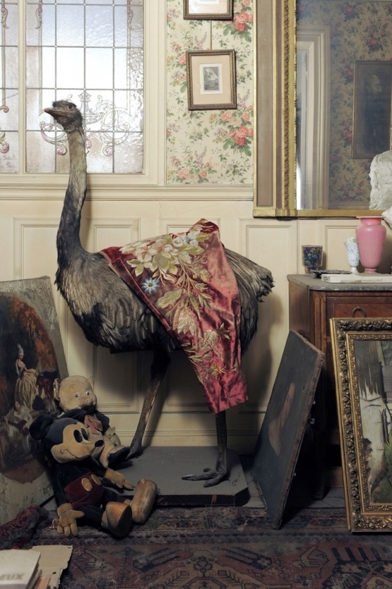 Ostrich and Mickey Mouse, paris, flat, abandoned, 1942, 2010